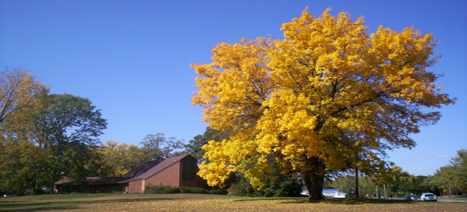 Fall 2012 – What Beautiful Tree We Had at Beloit Church!