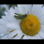 Natures Praise Grasshopper Flower Video